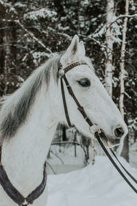 Close-up of a horse