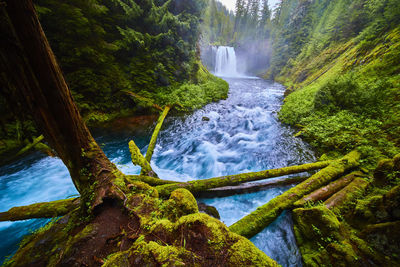 Scenic view of waterfall in forest