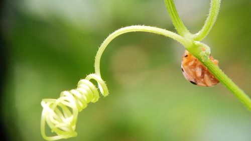 Close-up of insect on plant