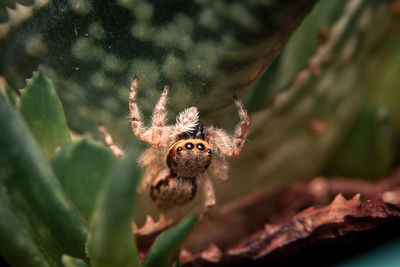 Close-up of spider on plant