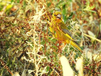 Close-up of bird perching on plant