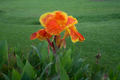 Close-up of flower blooming on field