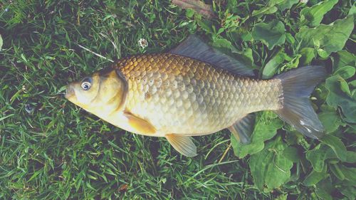 Dead carp on grass