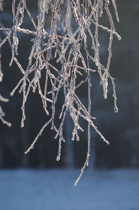 Close-up of frozen tree against sky