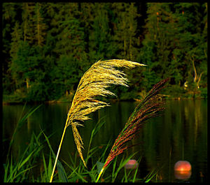 Plants growing on landscape