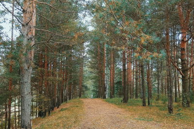 Trees in forest during autumn