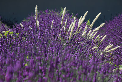Close-up of purple flowering plants on field