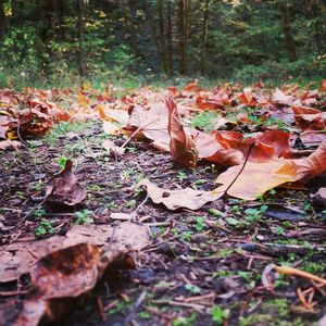 Fallen leaves in forest