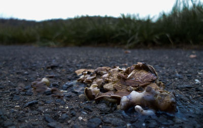 Close-up of snail on ground