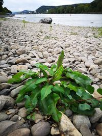 Close-up of stones in water