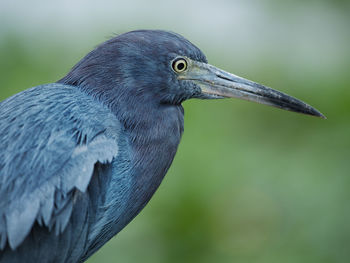 Close-up of heron