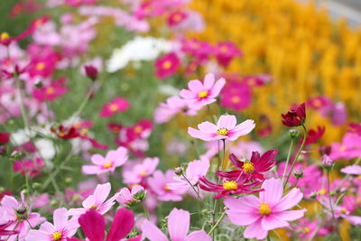 Close-up of pink flowering plants on field