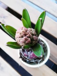 High angle view of flower in plate on table