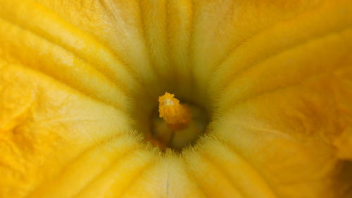 Full frame shot of yellow flower