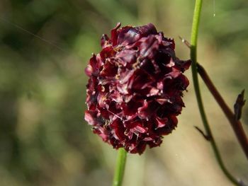 Close-up of red flowers