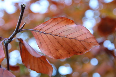 Close-up of dry leaves against blurred background