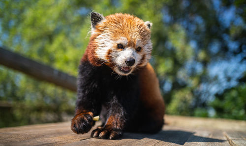 Close-up of red panda