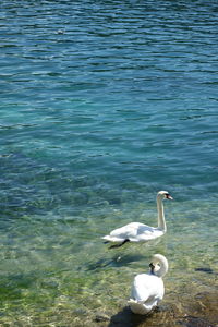 Swan swimming in lake