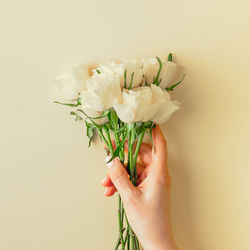 Close-up of hand holding white roses against yellow background
