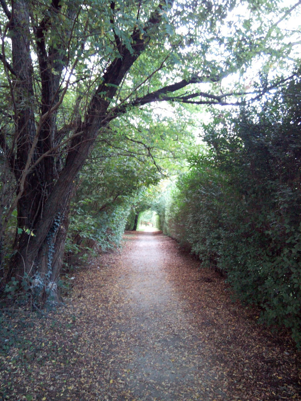 tree, the way forward, forest, growth, tranquility, diminishing perspective, nature, branch, tranquil scene, footpath, vanishing point, beauty in nature, tree trunk, green color, day, scenics, walkway, transportation, pathway, narrow