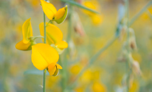 Close-up of fresh yellow flowers blooming in field