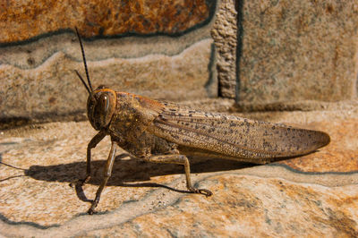 Close-up of insect on wall