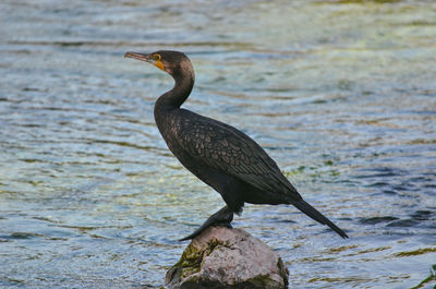 Bird perching on a rock