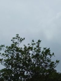 Low angle view of tree against sky