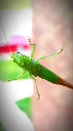 Close-up of insect on plant