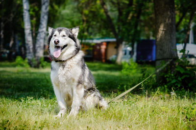 Beautiful dog samoyed sitting on the grass