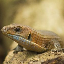 Close-up of lizard