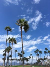 Low angle view of palm trees against blue sky