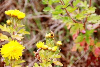 Close-up of insect on yellow flower