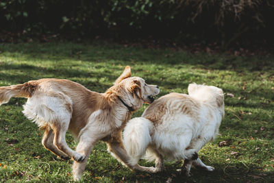 Two yellow labrador golden retriever dogs playing chase