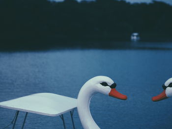 Close-up of swan in lake