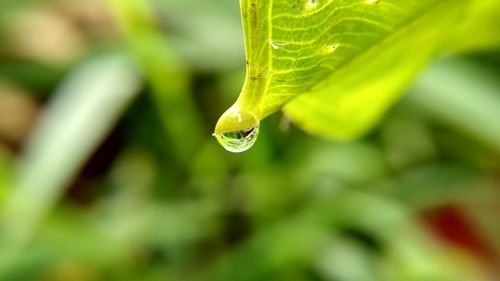 Close-up of water drop on leaf