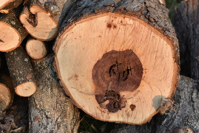 Close-up of tree trunk