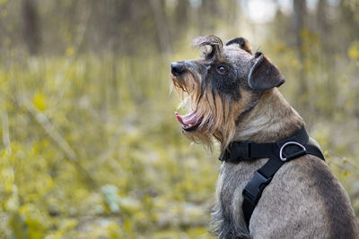 Dog looking away