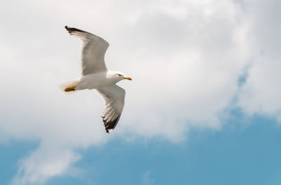 Low angle view of seagull flying in sky