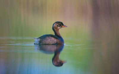 Duck swimming in lake