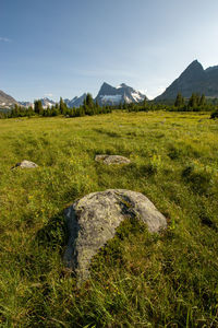 Scenic view of field against sky