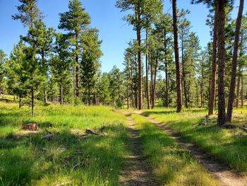 Trees growing in forest