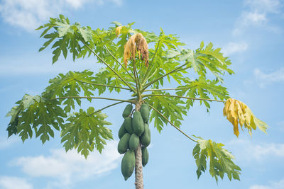 Low angle view of berries growing on tree against sky