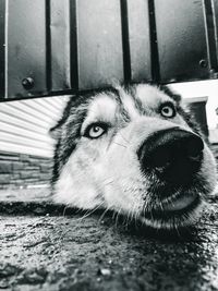 Close-up portrait of dog
