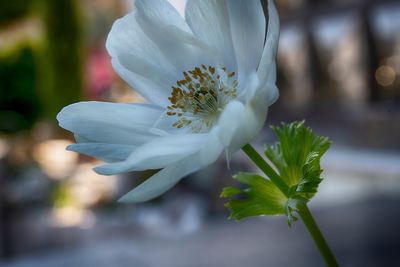 Close-up of white flowering plant