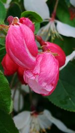 Close-up of pink flower blooming outdoors