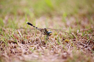 Close-up of insect on grass