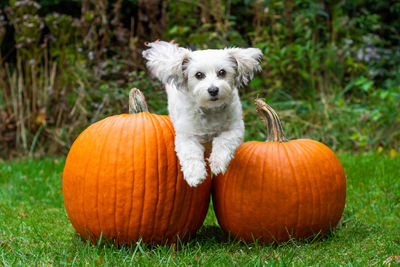 Portrait of a dog