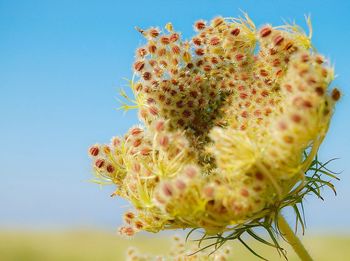 Close-up of prickly pear cactus