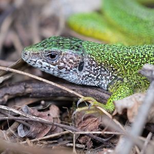 Close-up of lizard on land